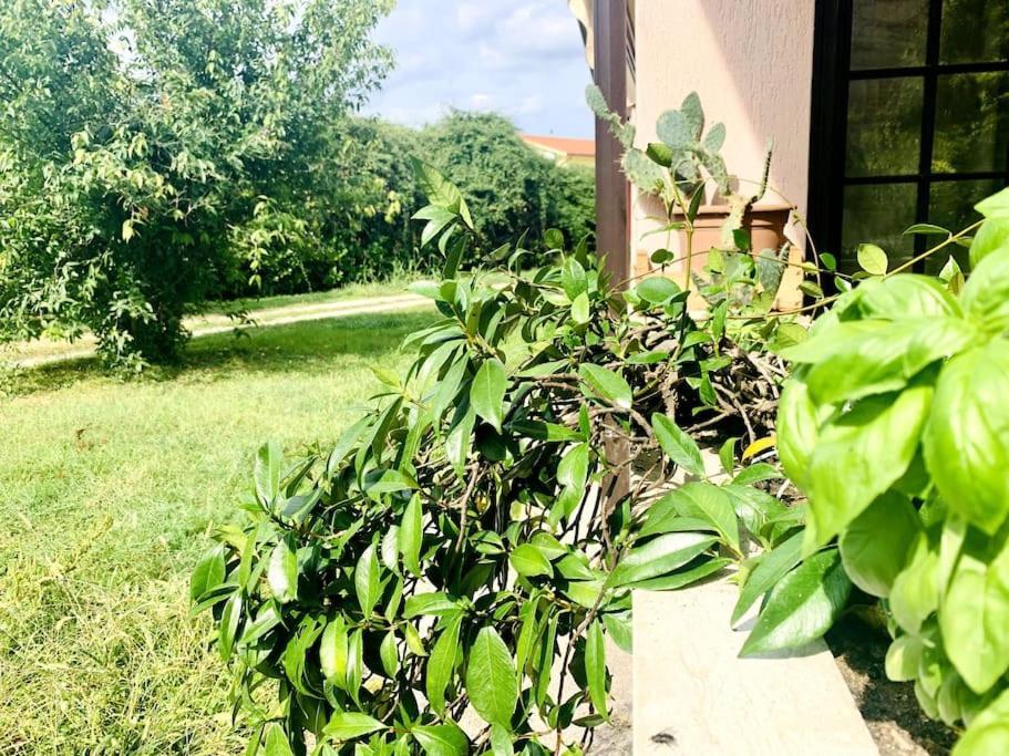 Raffinatezza Rustica Nella Campagna Veneziana Apartamento Canton  Exterior foto